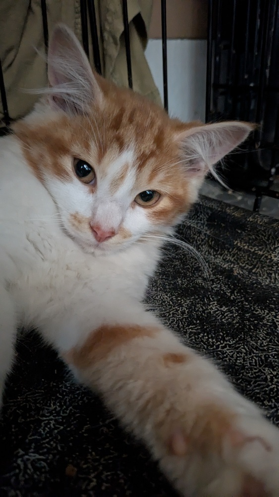 Bellini