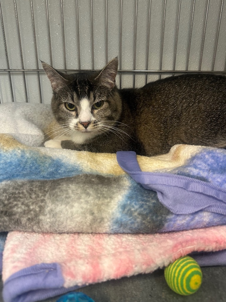 Izzy, an adoptable Domestic Short Hair in Rock Springs, WY, 82901 | Photo Image 1