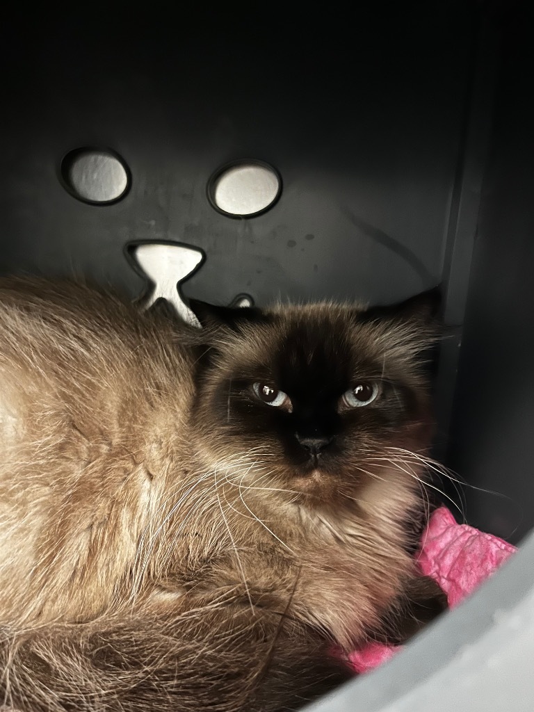 Queen, an adoptable Himalayan in Utica, MI, 48317 | Photo Image 1