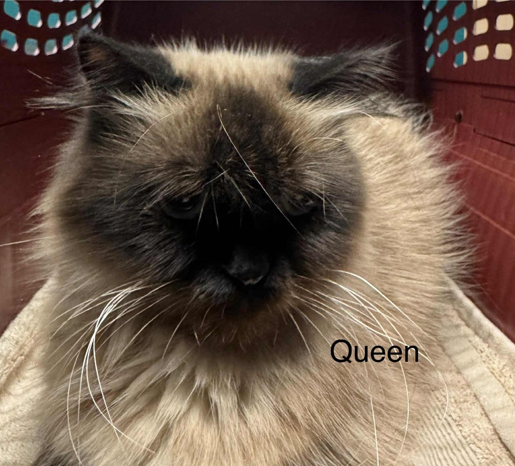 Queen, an adoptable Himalayan in Utica, MI, 48317 | Photo Image 2