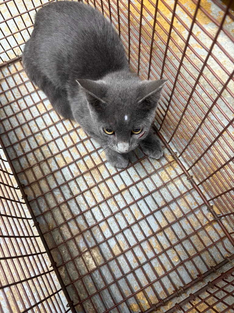 Jorden, an adoptable Domestic Short Hair in Brownwood, TX, 76801 | Photo Image 1