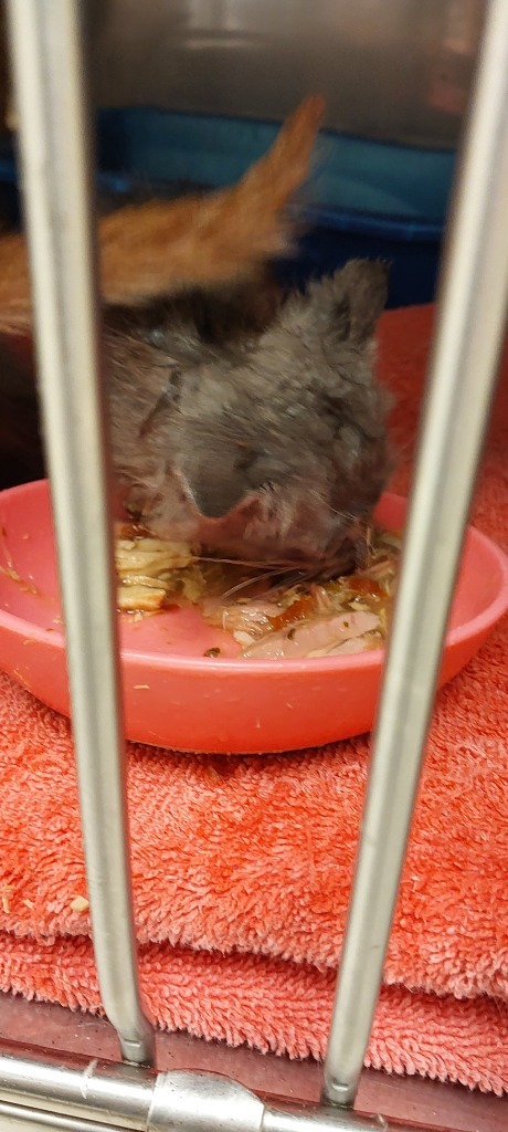 Holman (pickles) thumbnail 2