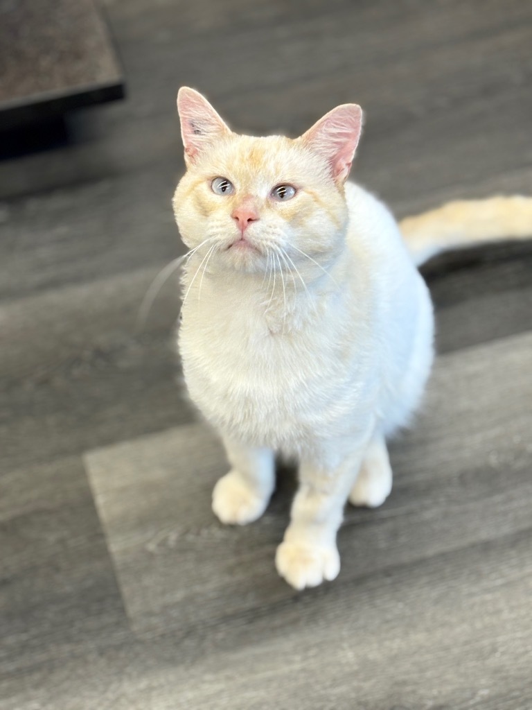 Fenway, an adoptable Siamese in Calgary, AB, T3S 0C5 | Photo Image 1