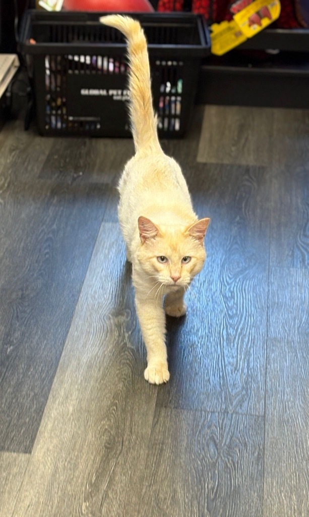 Fenway, an adoptable Siamese in Calgary, AB, T3S 0C5 | Photo Image 2