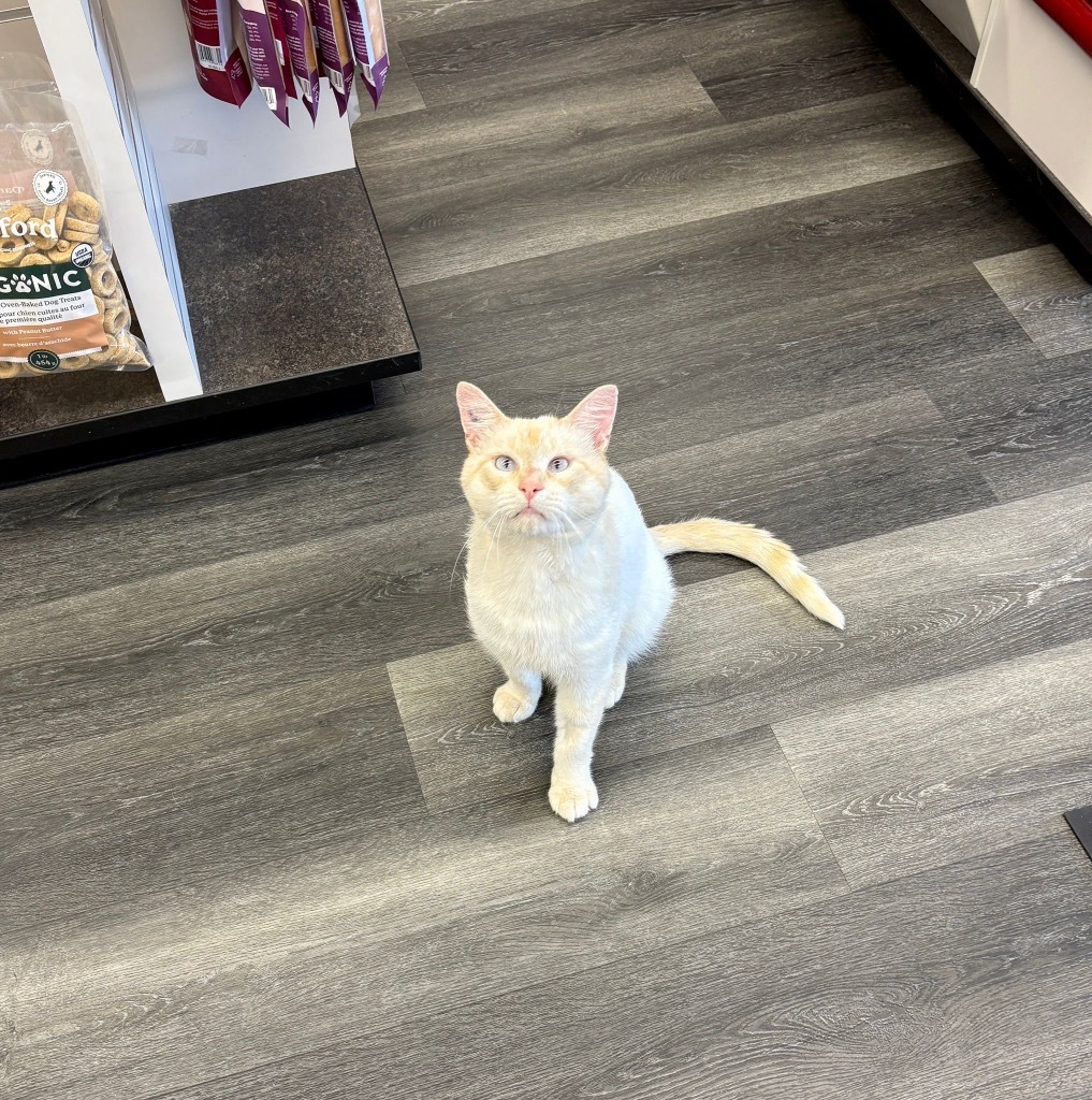 Fenway, an adoptable Siamese in Calgary, AB, T3S 0C5 | Photo Image 3