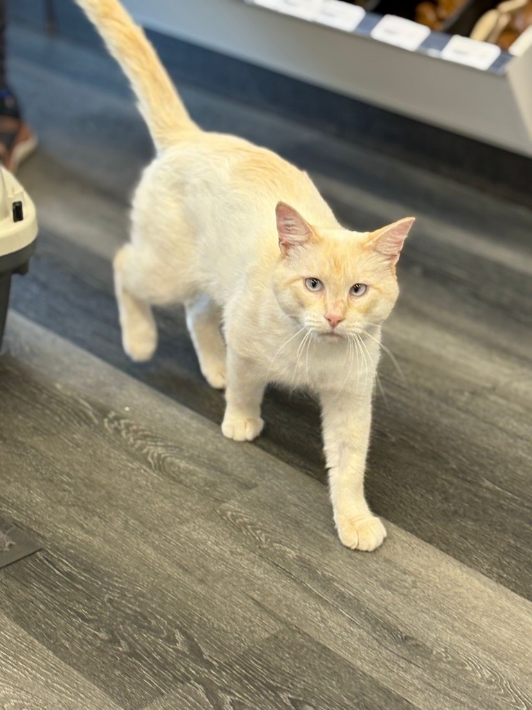 Fenway, an adoptable Siamese in Calgary, AB, T3S 0C5 | Photo Image 4