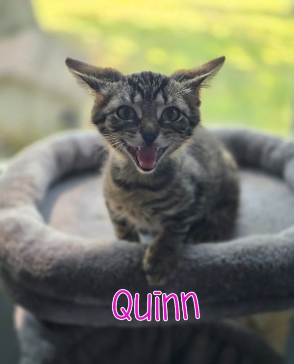 Quinn