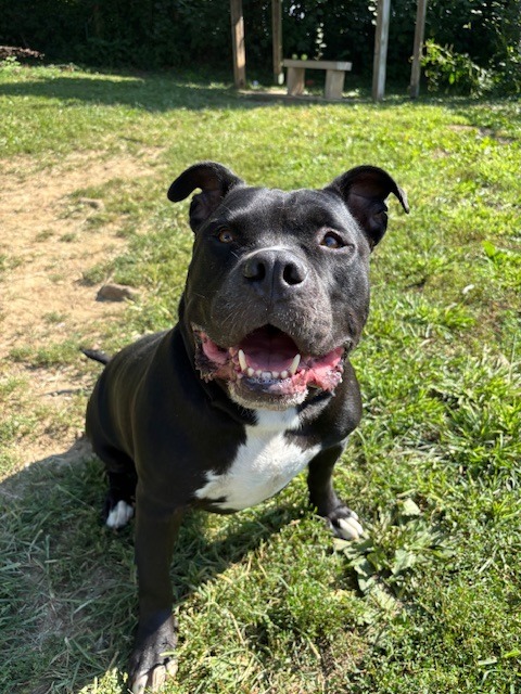 Big Fella Cash