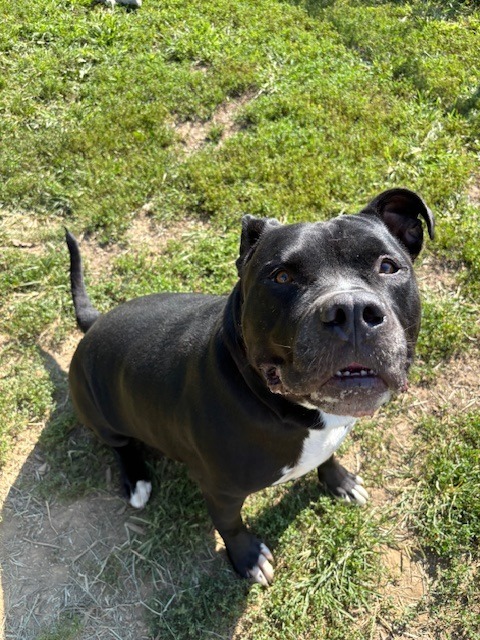 Big Fella Cash