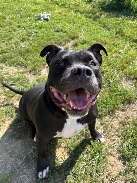 Big Fella Cash