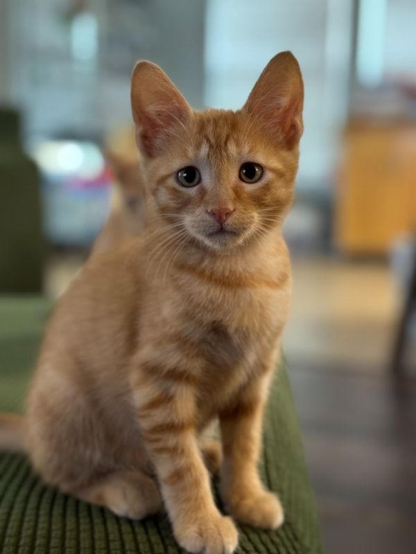 Peanut