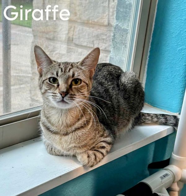 Giraffe