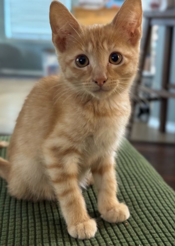 Pretzel