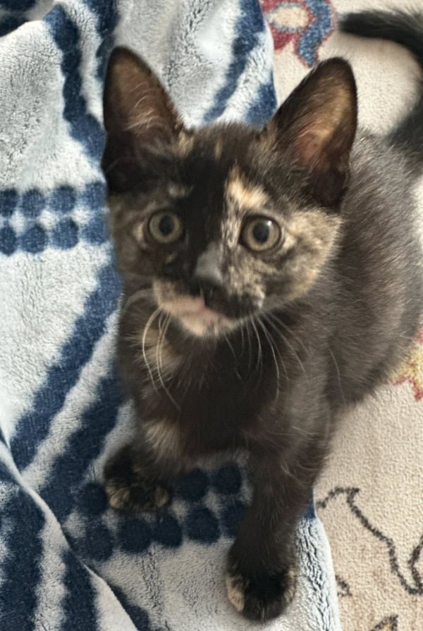 Pita Chip