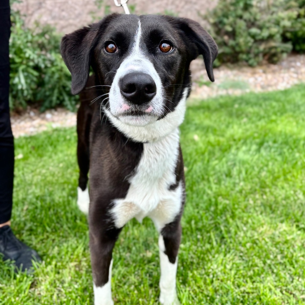 Doc, an adoptable Mixed Breed in Great Falls, MT, 59404 | Photo Image 1