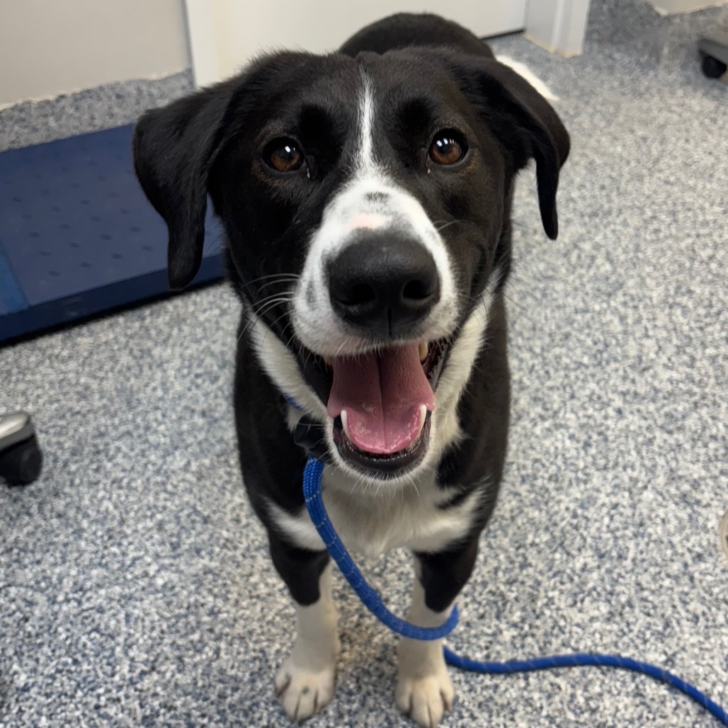 Doc, an adoptable Mixed Breed in Great Falls, MT, 59404 | Photo Image 2