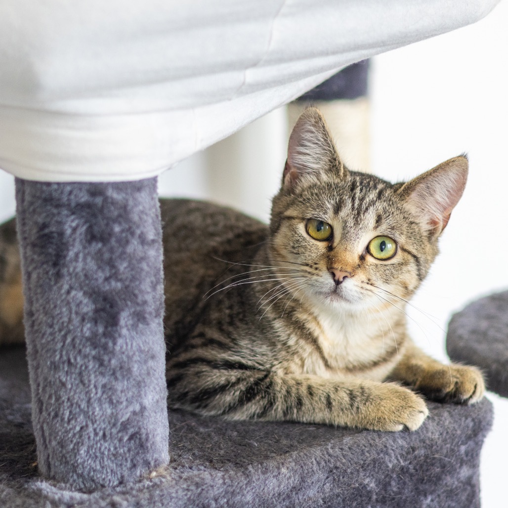 Dani (bonded with Lucy)