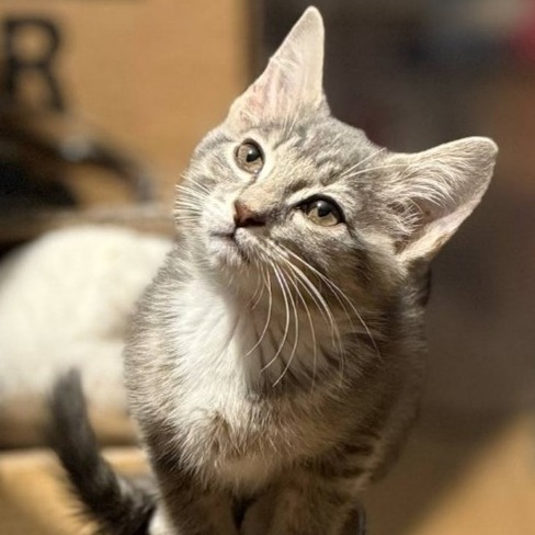 Lucy (bonded with Dani)