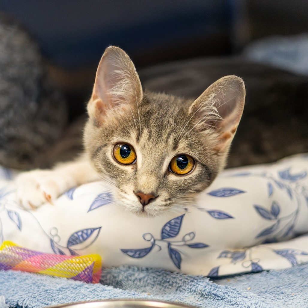 Lucy (bonded with Dani)
