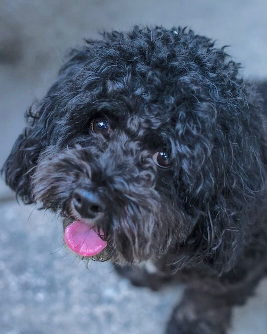Oreo Blizzard, an adoptable Cockapoo in Alpharetta, GA, 30009 | Photo Image 1