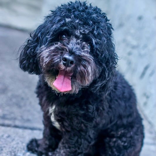 Oreo Blizzard, an adoptable Cockapoo in Alpharetta, GA, 30009 | Photo Image 2