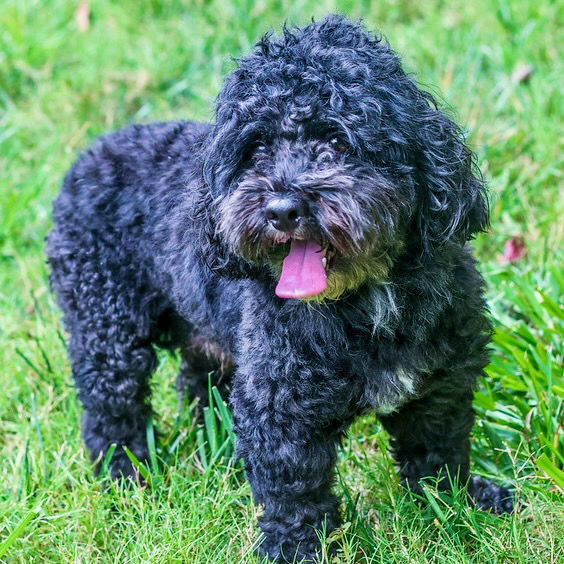 Oreo Blizzard, an adoptable Cockapoo in Alpharetta, GA, 30009 | Photo Image 3