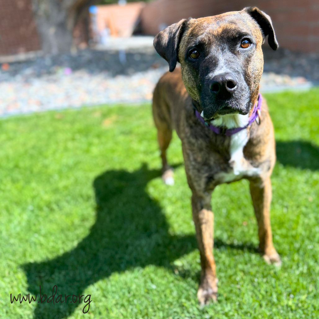 Lulu, an adoptable Mixed Breed in Cheyenne, WY, 82009 | Photo Image 1