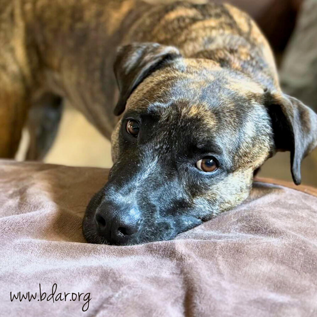 Lulu, an adoptable Mixed Breed in Cheyenne, WY, 82009 | Photo Image 2