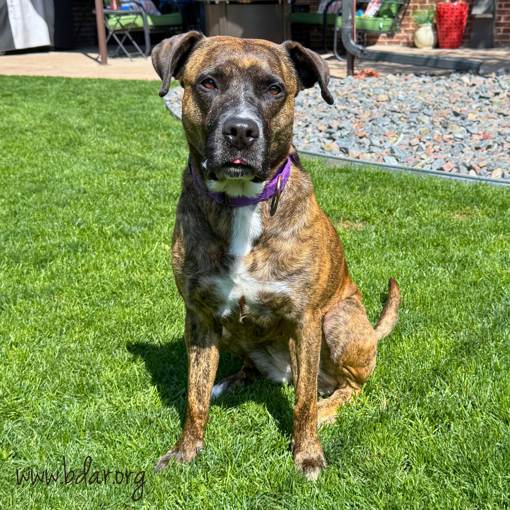Lulu, an adoptable Mixed Breed in Cheyenne, WY, 82009 | Photo Image 3