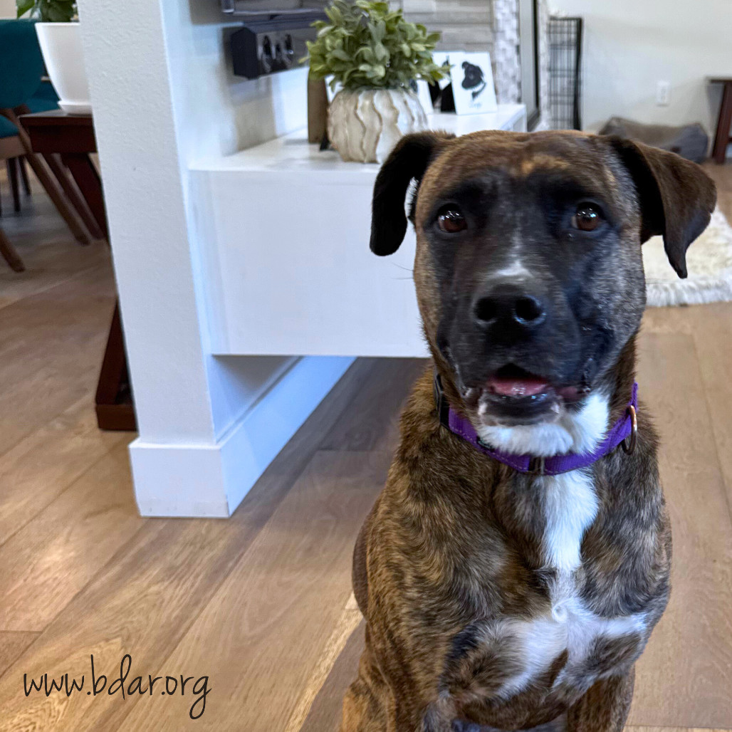 Lulu, an adoptable Mixed Breed in Cheyenne, WY, 82009 | Photo Image 4