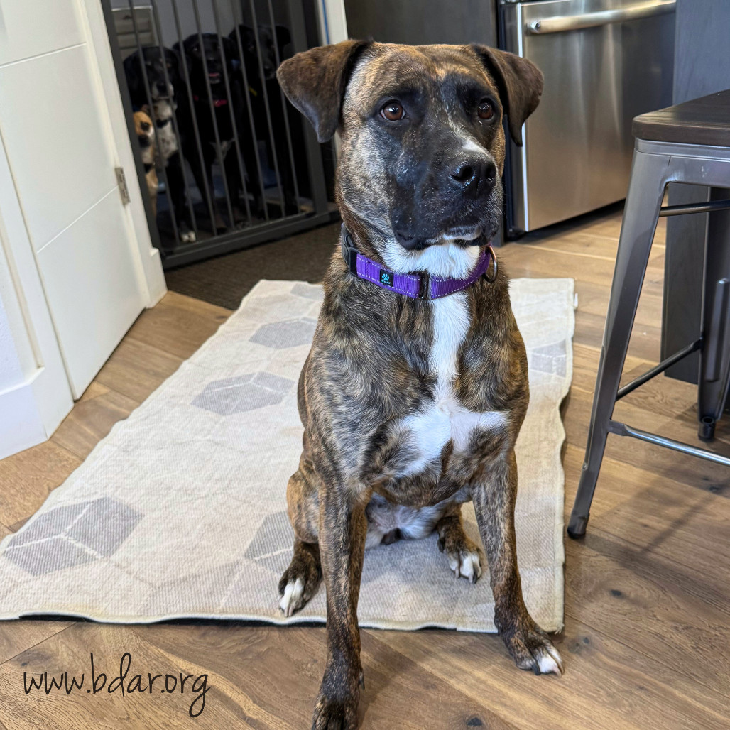 Lulu, an adoptable Mixed Breed in Cheyenne, WY, 82009 | Photo Image 5