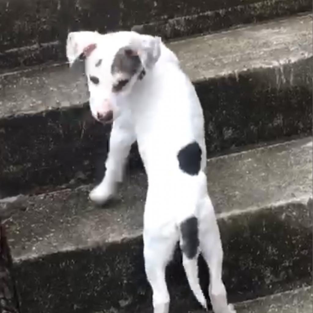 Louie