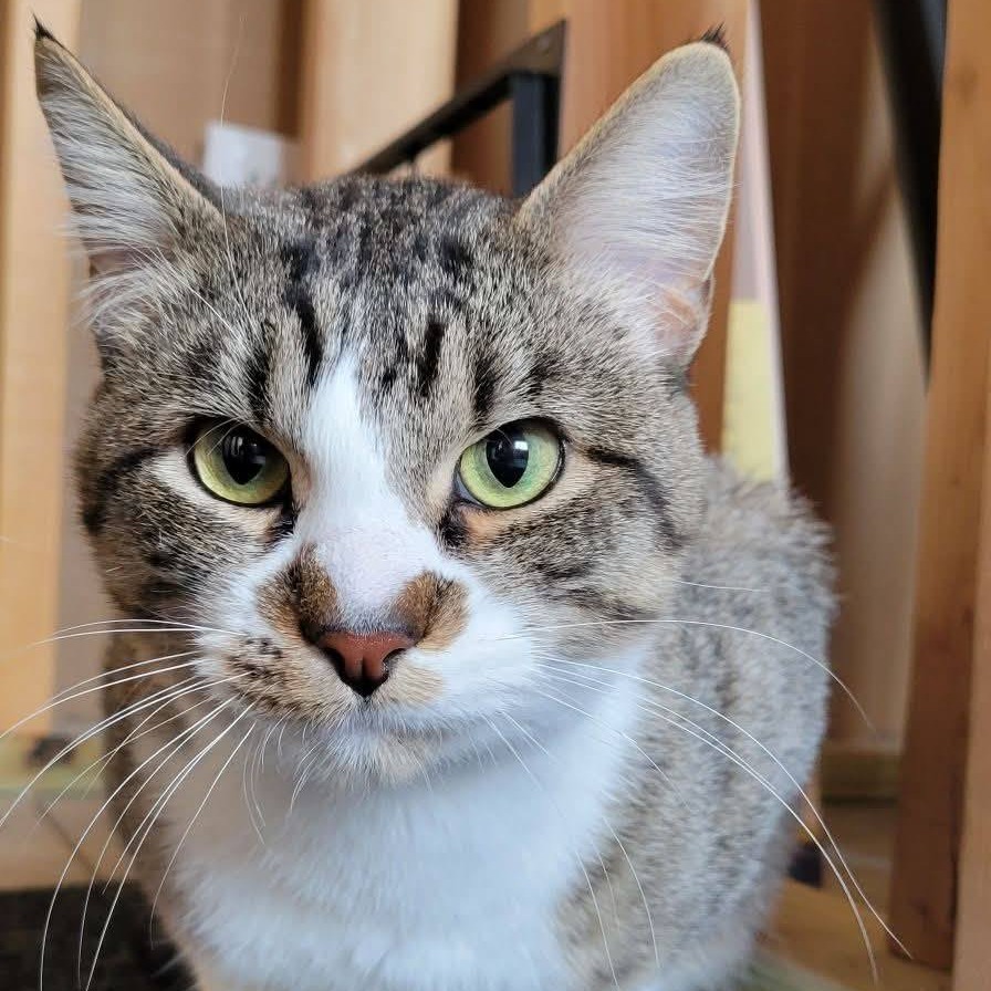 Jeeves, an adoptable Domestic Short Hair in Bismarck, ND, 58507 | Photo Image 1