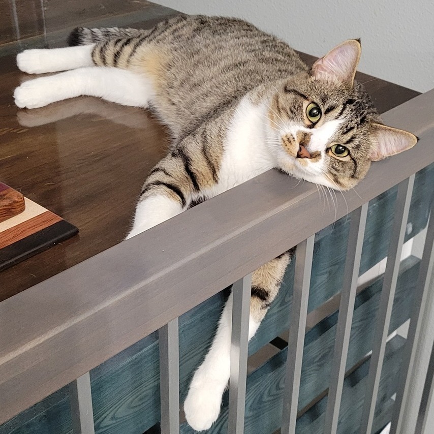 Jeeves, an adoptable Domestic Short Hair in Bismarck, ND, 58507 | Photo Image 2