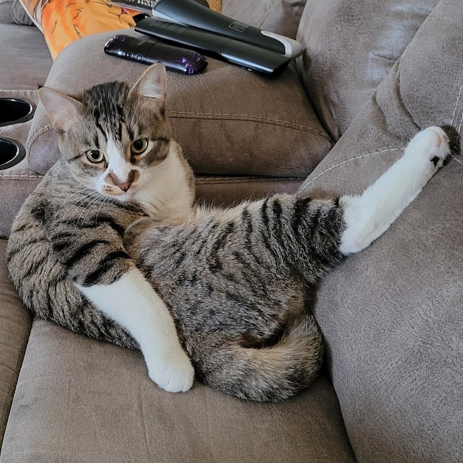 Jeeves, an adoptable Domestic Short Hair in Bismarck, ND, 58507 | Photo Image 3