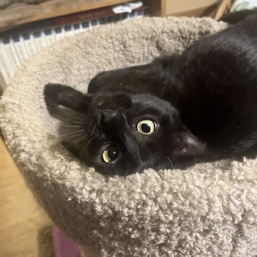 Ripley, an adoptable Domestic Short Hair in Bismarck, ND, 58507 | Photo Image 3