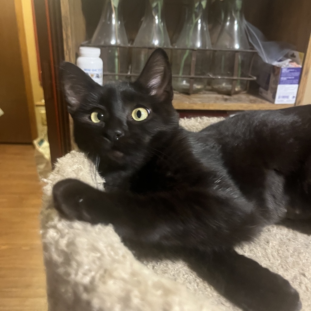 Ripley, an adoptable Domestic Short Hair in Bismarck, ND, 58507 | Photo Image 4