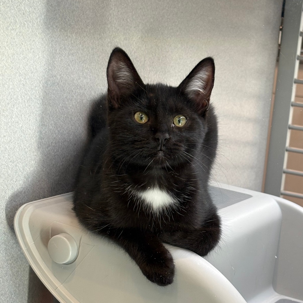 Ariel, an adoptable Domestic Short Hair in Hailey, ID, 83333 | Photo Image 1