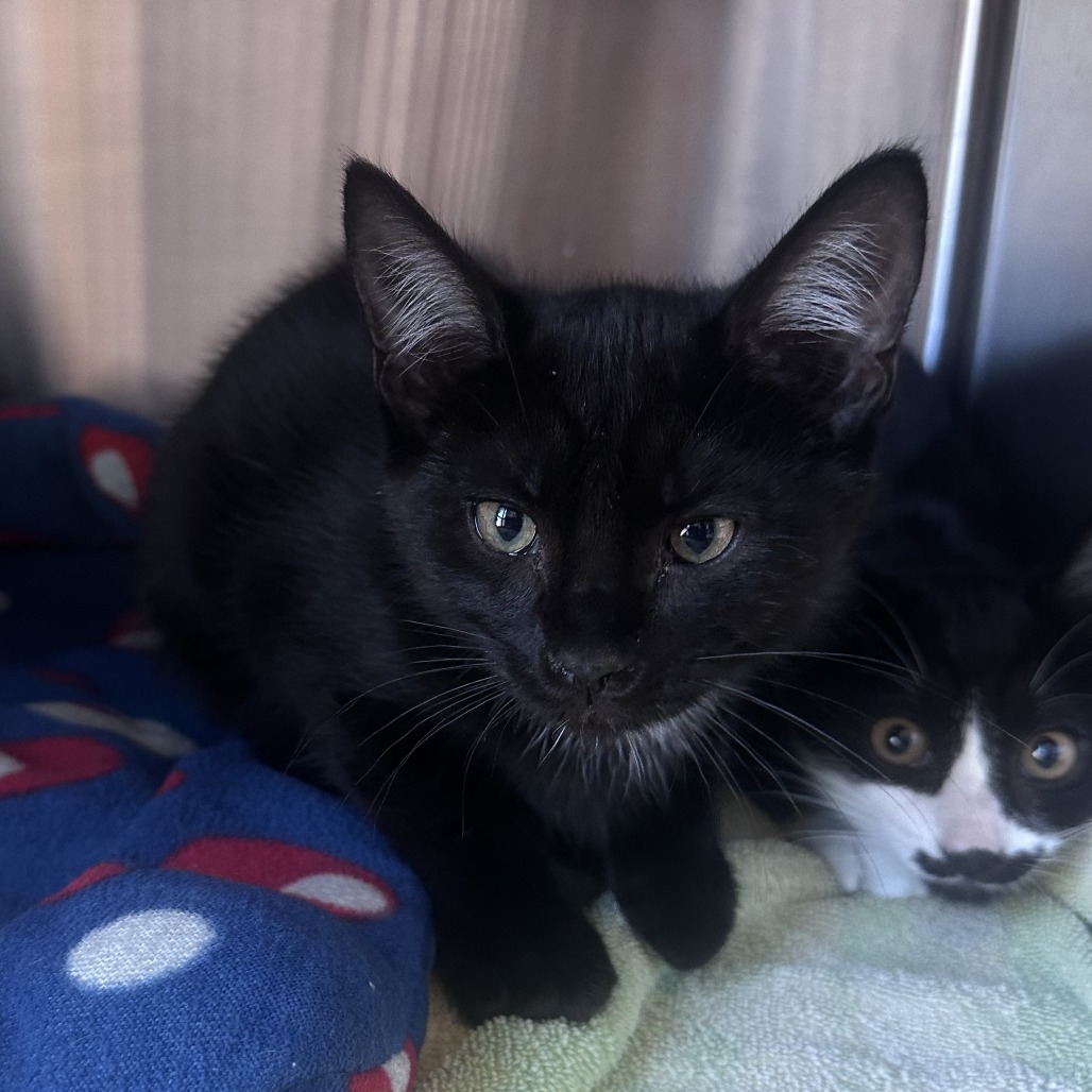 Ariel, an adoptable Domestic Short Hair in Hailey, ID, 83333 | Photo Image 2