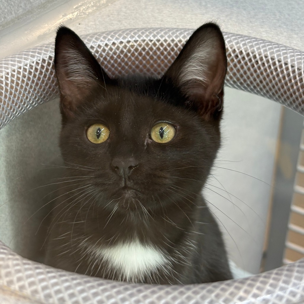 Ariel, an adoptable Domestic Short Hair in Hailey, ID, 83333 | Photo Image 3