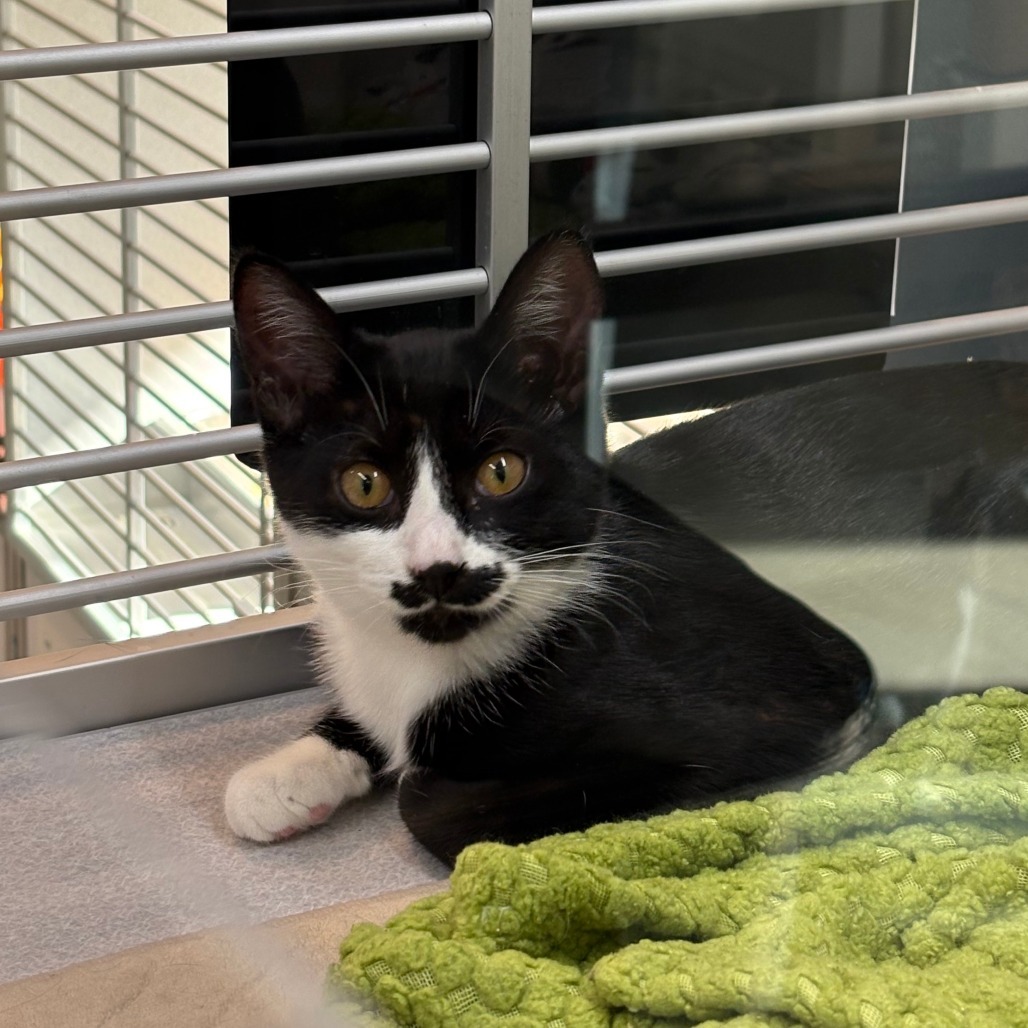 Belle, an adoptable Domestic Short Hair in Hailey, ID, 83333 | Photo Image 1