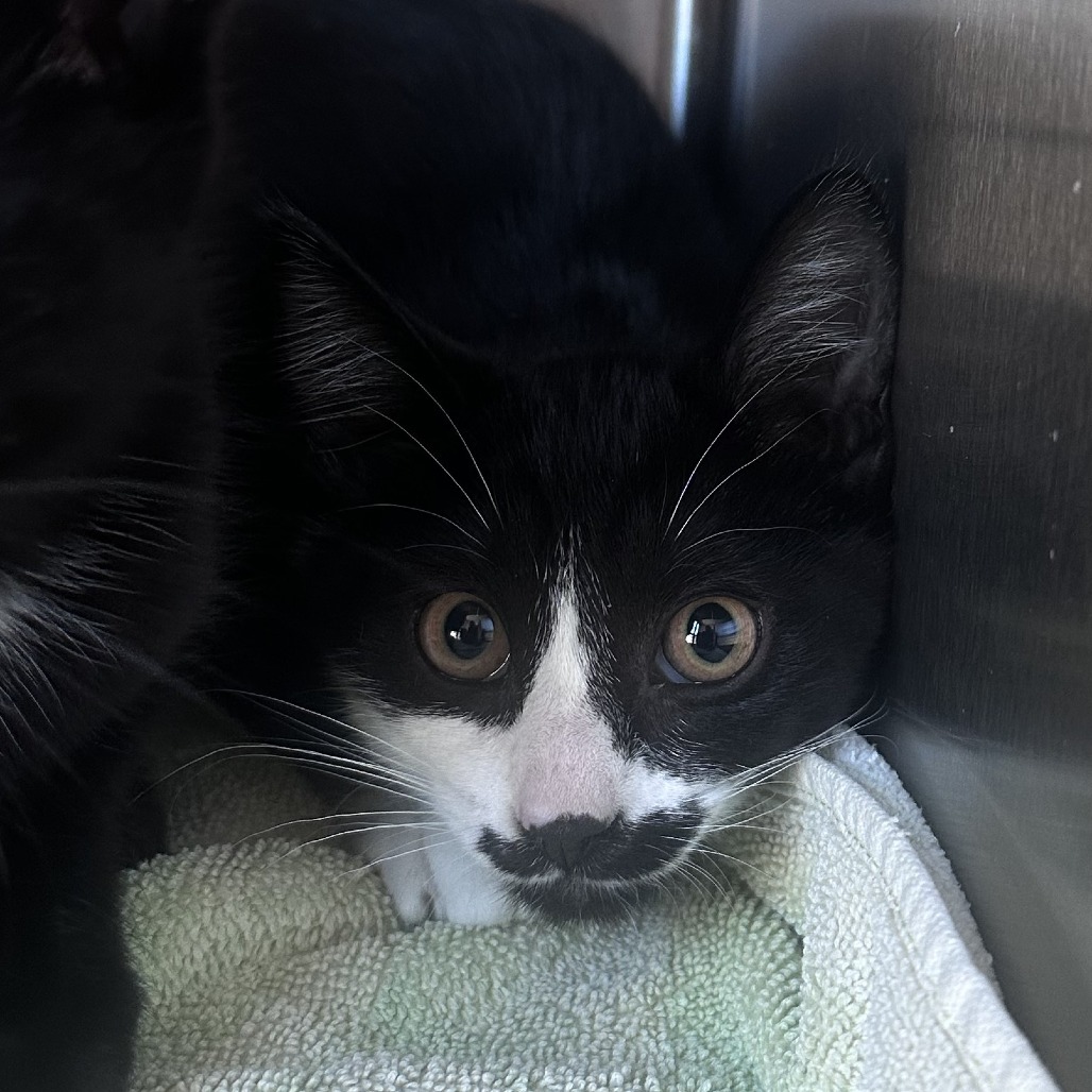Belle, an adoptable Domestic Short Hair in Hailey, ID, 83333 | Photo Image 2