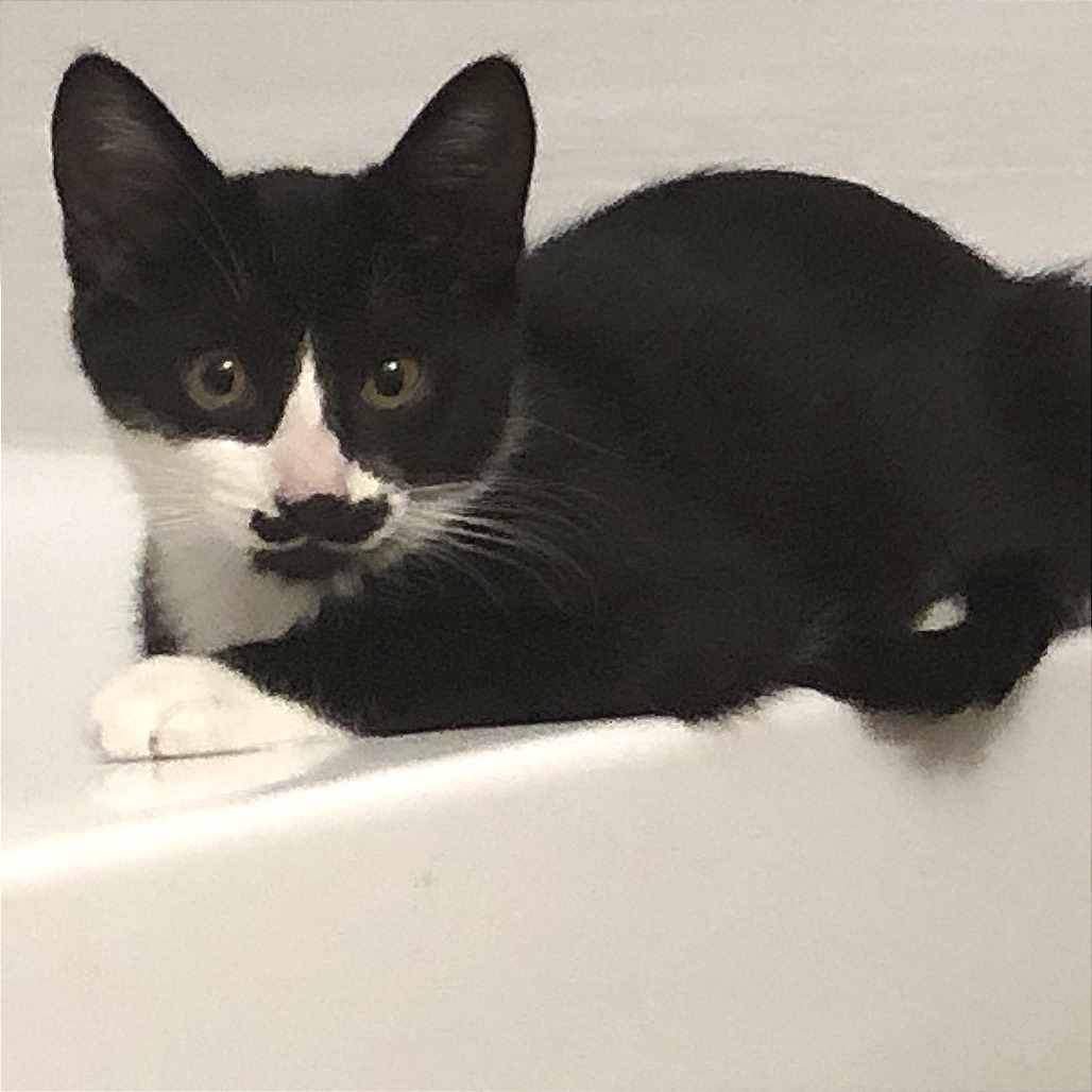 Belle, an adoptable Domestic Short Hair in Hailey, ID, 83333 | Photo Image 3