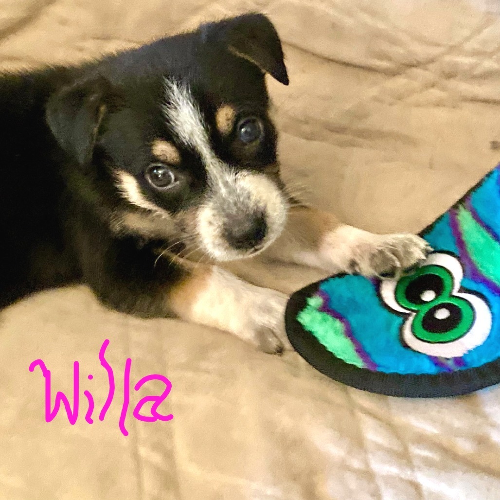 Willa
