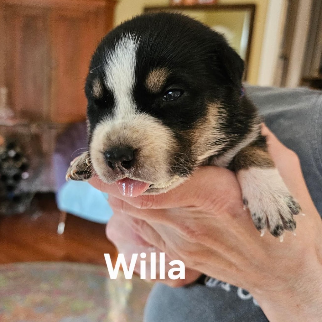 Willa
