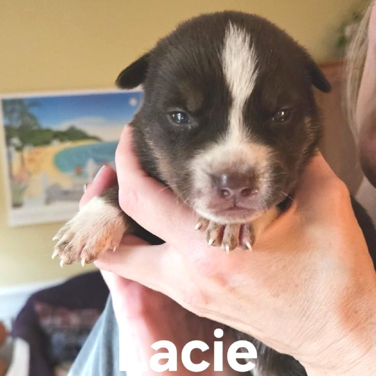 Lacie