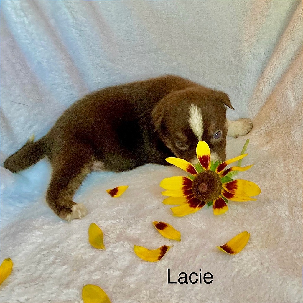 Lacie