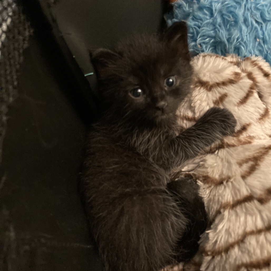 Puma Thurman