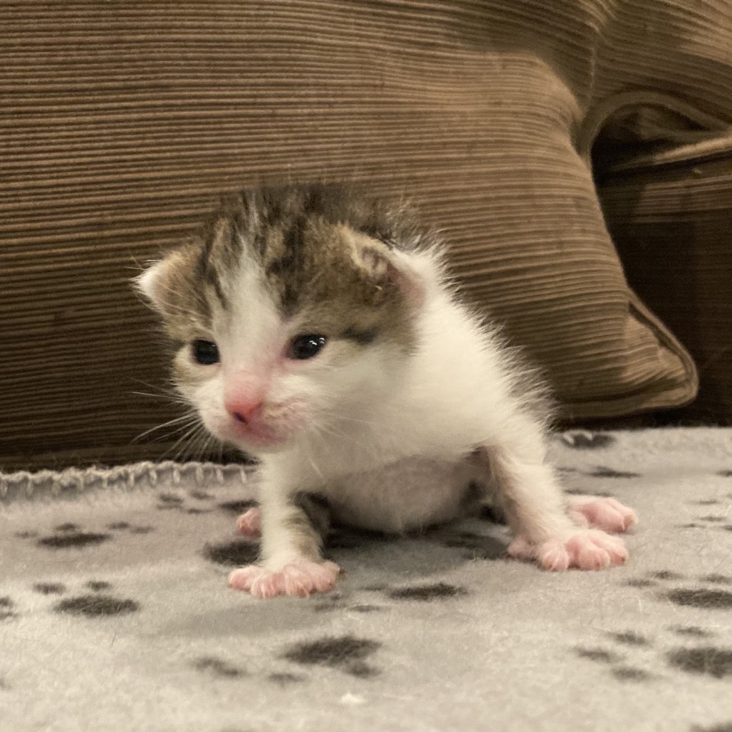 Tabby Maguire
