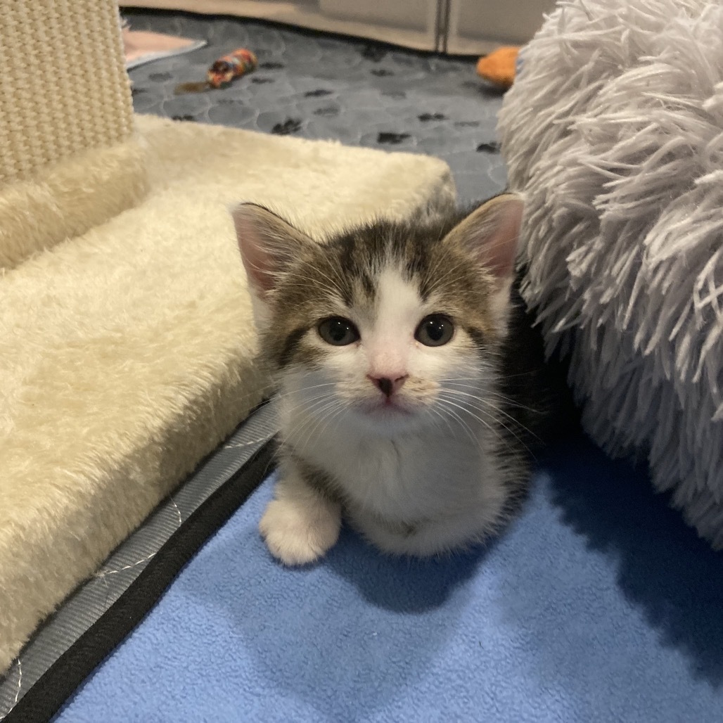 Tabby Maguire